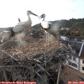 19_15-nest.jpg