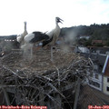 19_20-nest.jpg