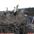 19_25-nest.jpg