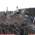 19_30-nest.jpg
