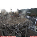 19_35-nest.jpg