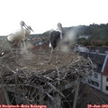 19_45-nest.jpg