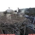 19_50-nest.jpg