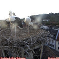 19_55-nest.jpg