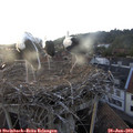 20_00-nest.jpg