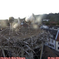 20_05-nest.jpg