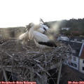 20_10-nest.jpg