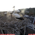 20_15-nest.jpg