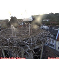 20_20-nest.jpg