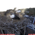20_25-nest.jpg