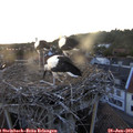 20_35-nest.jpg