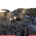 20_40-nest.jpg