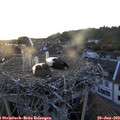 20_45-nest.jpg
