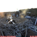21_00-nest.jpg