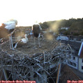21_05-nest.jpg