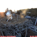 21_10-nest.jpg