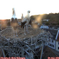 21_15-nest.jpg