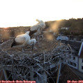 21_20-nest.jpg