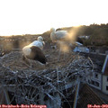 21_25-nest.jpg