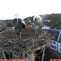 05_25-nest.jpg