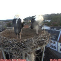 05_30-nest.jpg