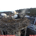 05_35-nest.jpg