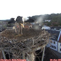 05_40-nest.jpg