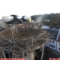 05_45-nest.jpg