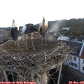 05_50-nest.jpg