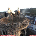 05_55-nest.jpg