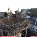 06_00-nest.jpg