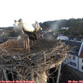 06_05-nest.jpg