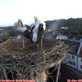 06_10-nest.jpg