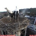 06_15-nest.jpg