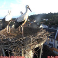 06_20-nest.jpg