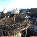 06_25-nest.jpg