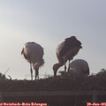 06_30-mast.jpg