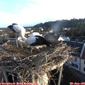 06_30-nest.jpg