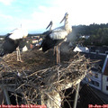 06_35-nest.jpg