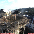 06_40-nest.jpg