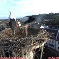 06_45-nest.jpg