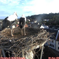 06_50-nest.jpg