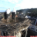 06_55-nest.jpg