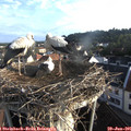 07_00-nest.jpg