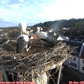 07_05-nest.jpg