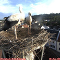 07_10-nest.jpg
