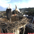 07_15-nest.jpg