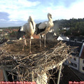 07_20-nest.jpg