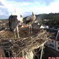 07_25-nest.jpg