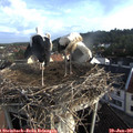 07_30-nest.jpg